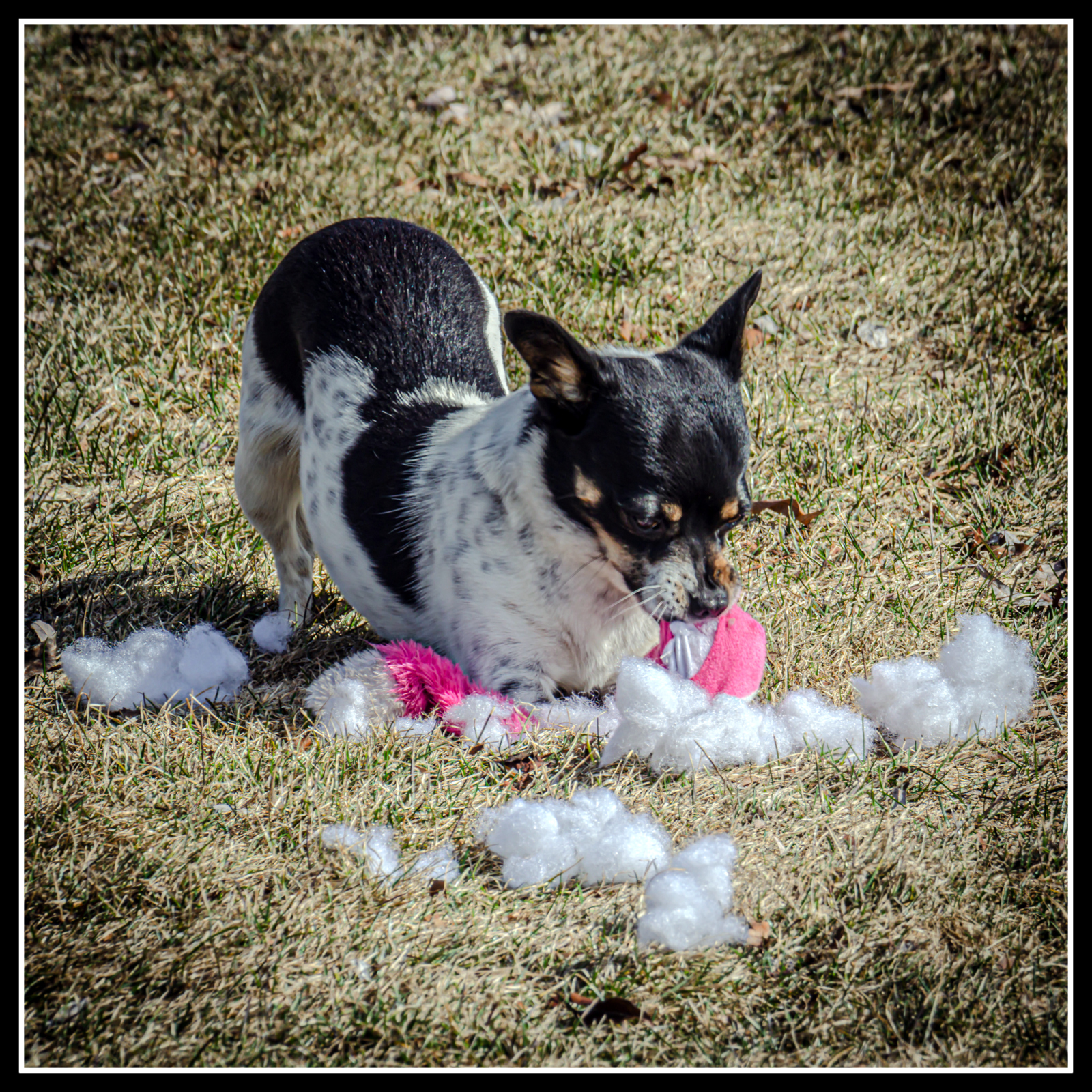 DSC_6077-Enhanced.JPG