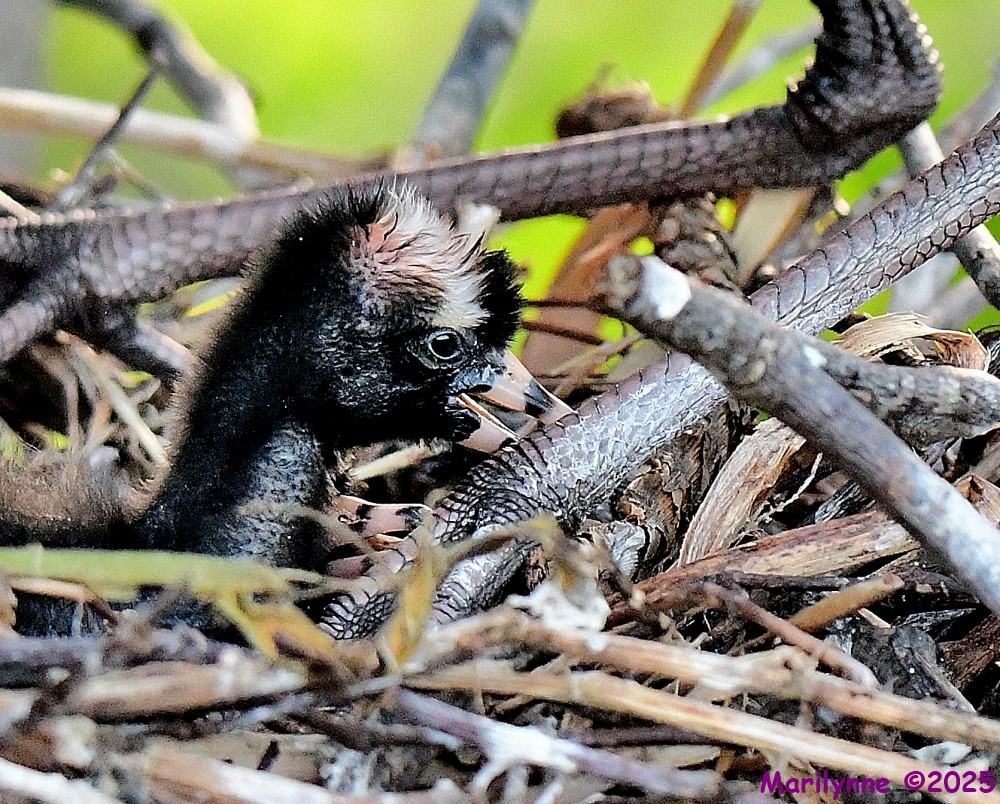 DSC_6077_001.JPG