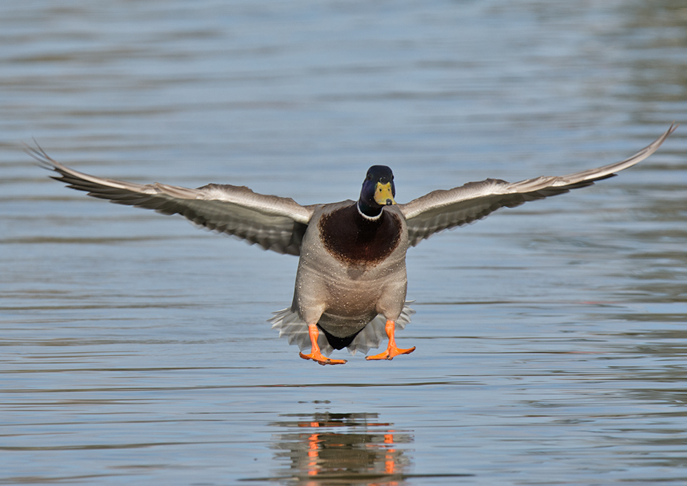 DSC_6078.jpg