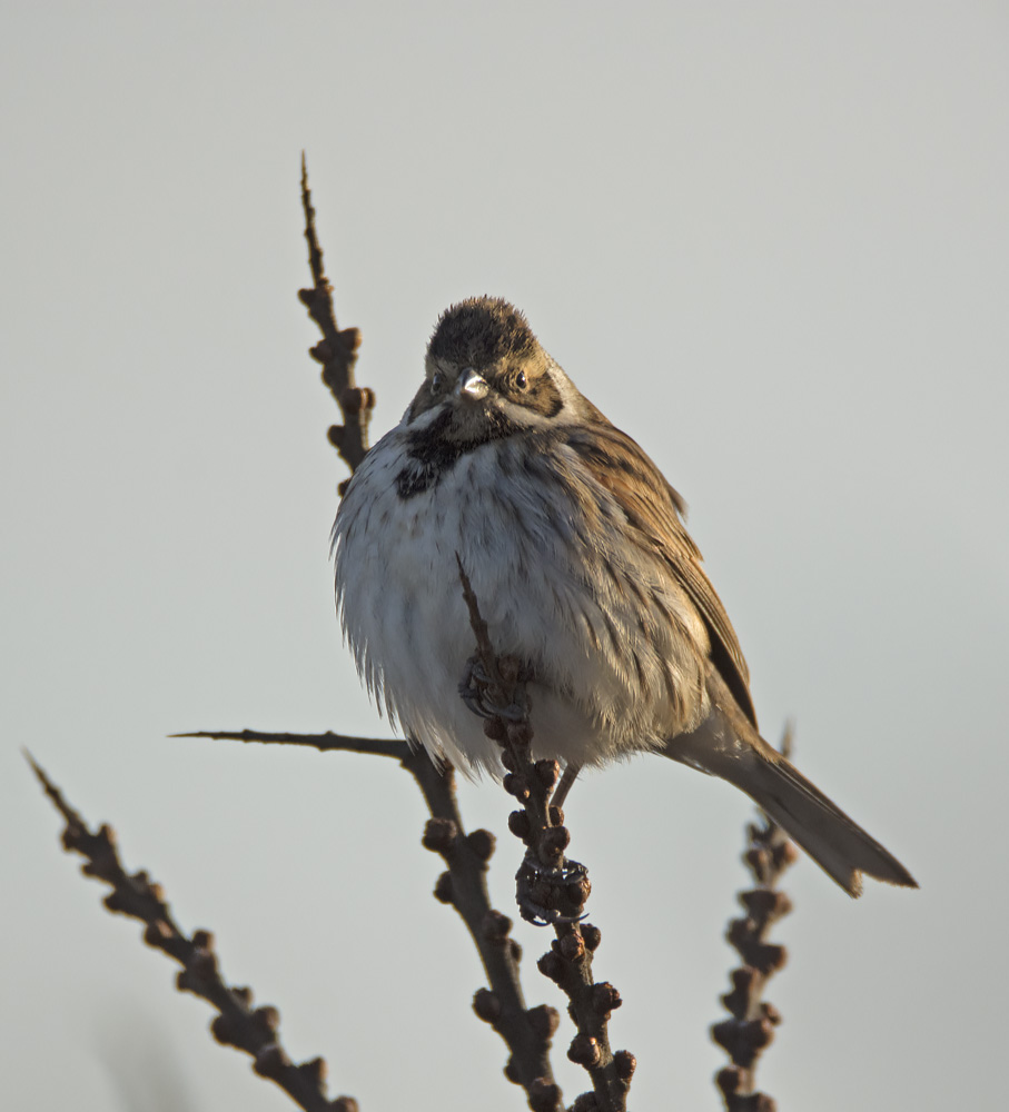 DSC_6078.jpg