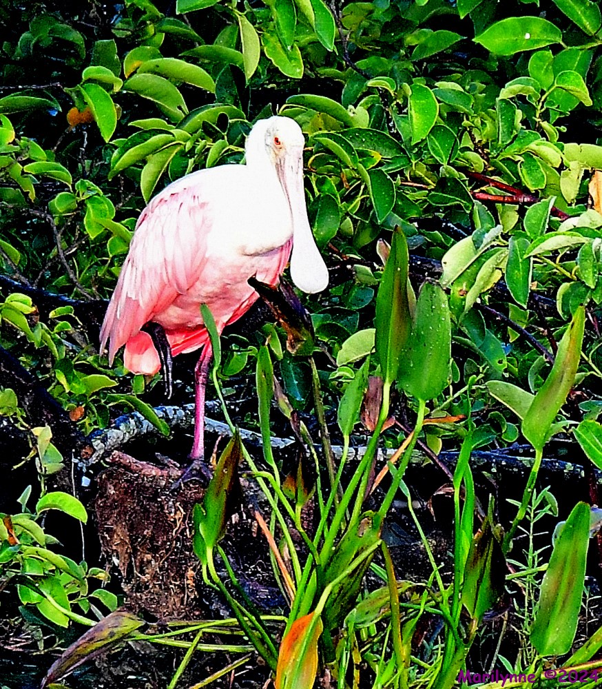DSC_6078_001.JPG