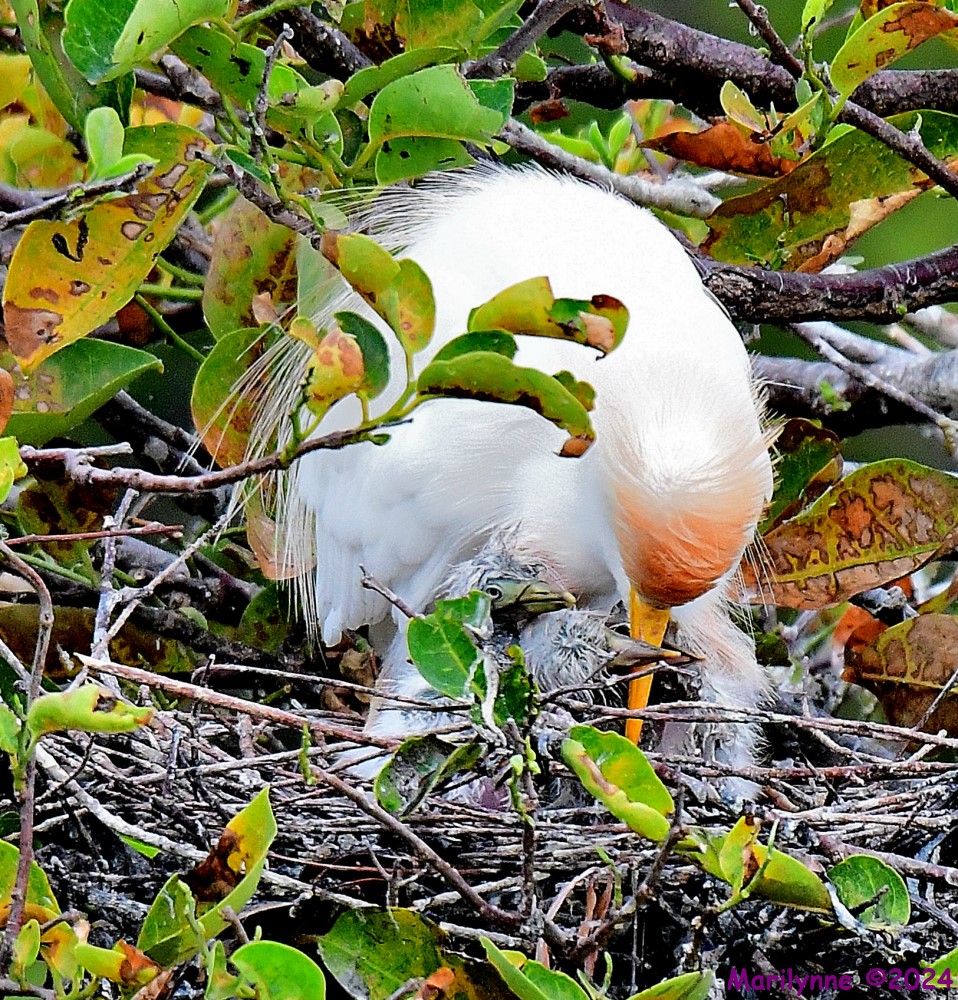 DSC_6079_001.JPG