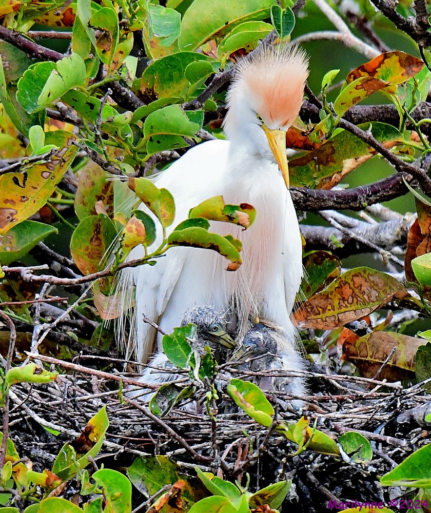 DSC_6081_001.JPG