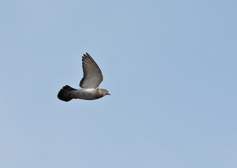 DSC_6082.jpg