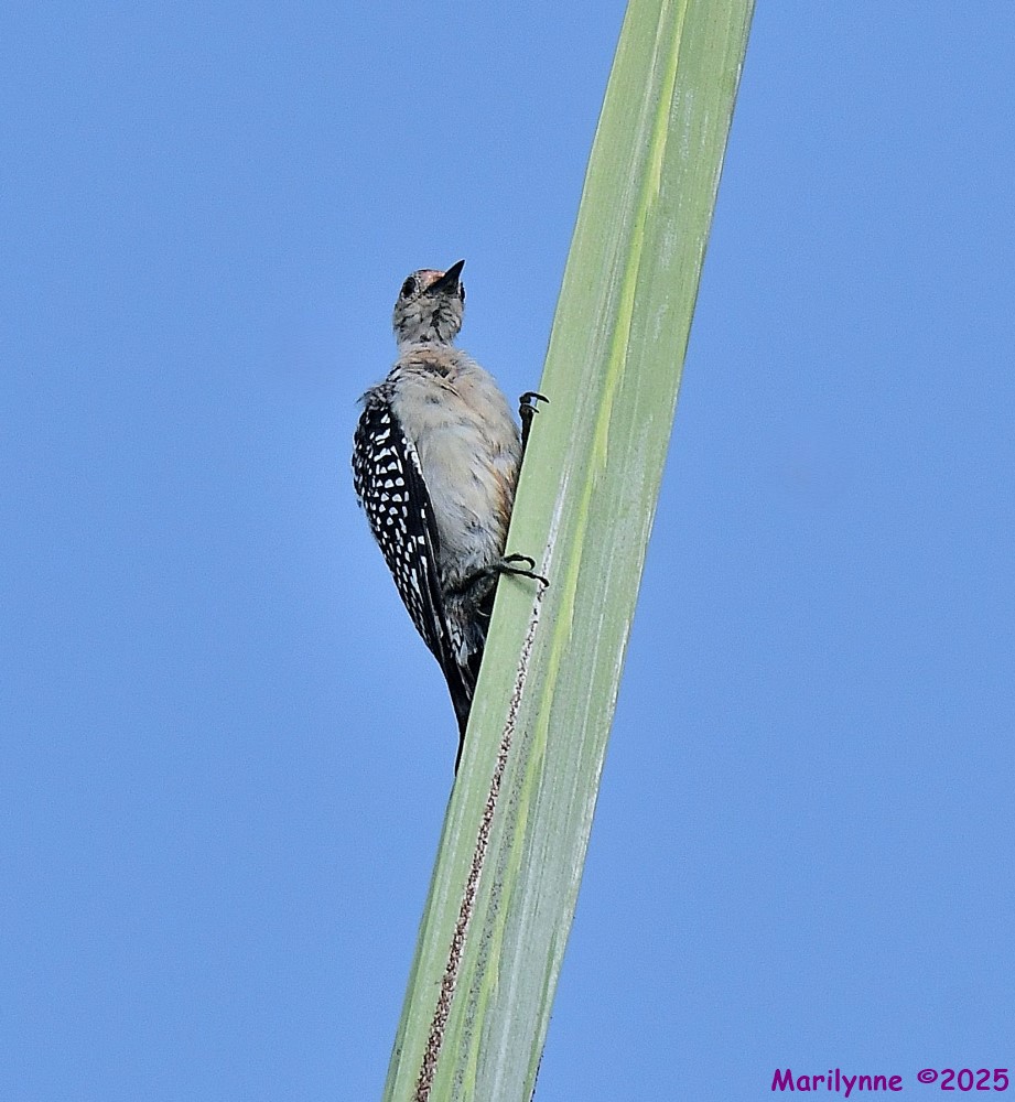 DSC_6083_001.JPG
