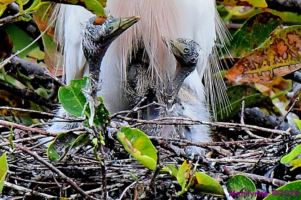 DSC_6084_001.JPG