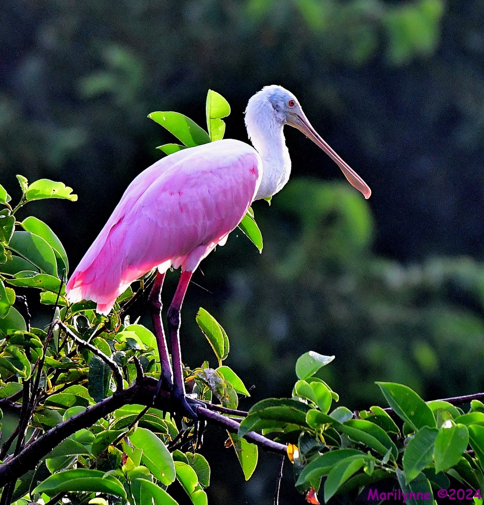 DSC_6084_001.JPG