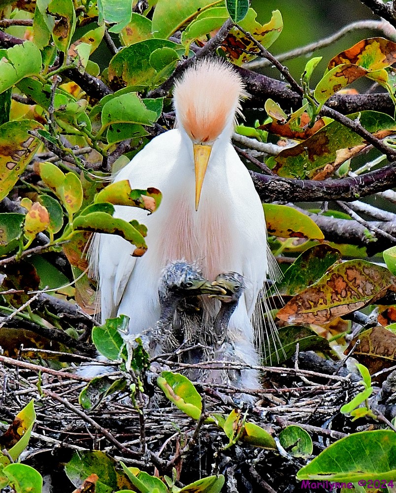 DSC_6087_001.JPG