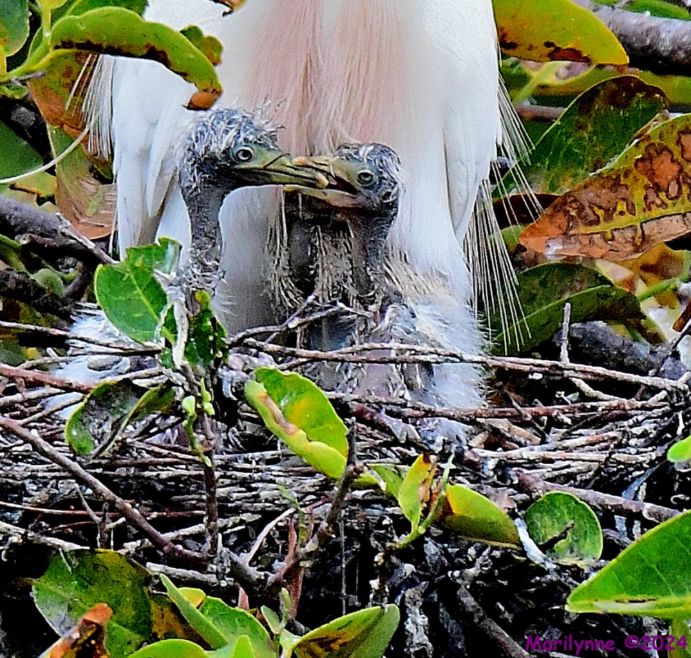 DSC_6088_001.JPG