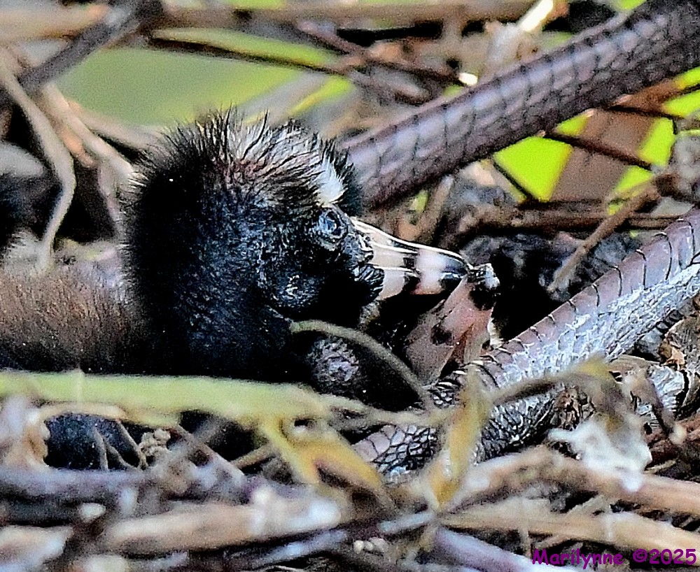 DSC_6088_001.JPG