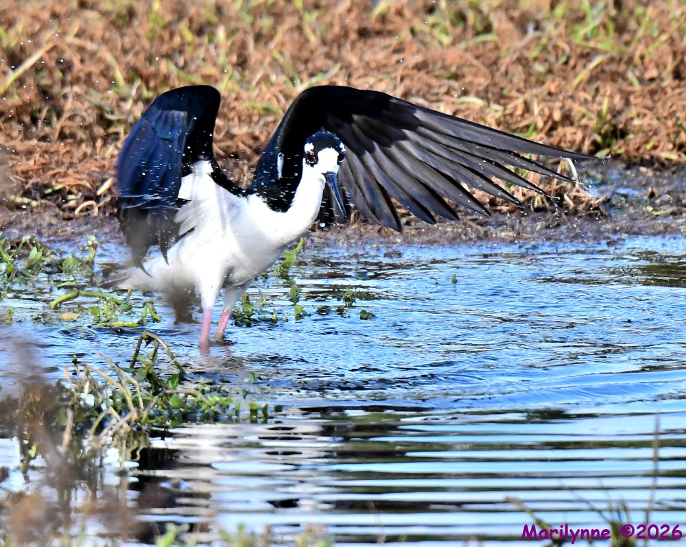 DSC_6088_001.JPG
