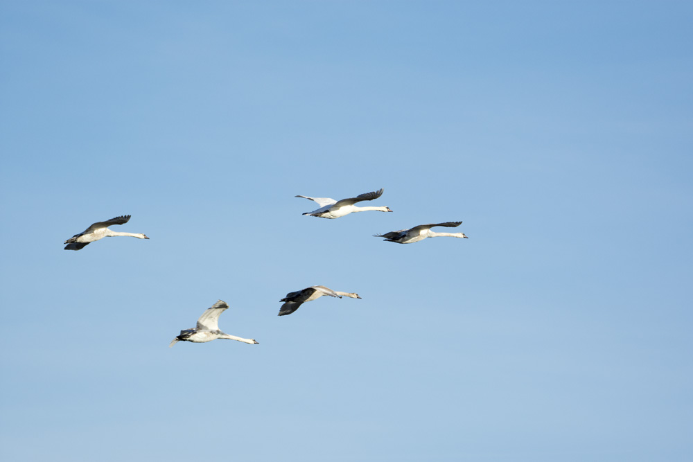 DSC_6090.jpg