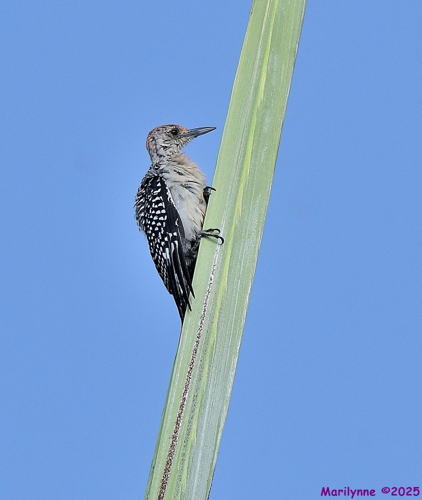 DSC_6091_001.JPG