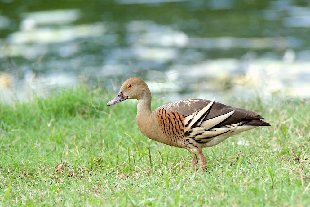 DSC_6092.jpg