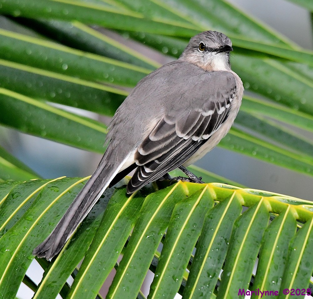 DSC_6092_001.JPG