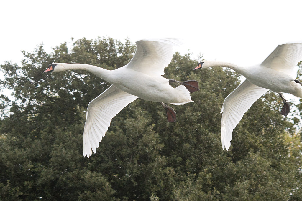 DSC_6095.jpg