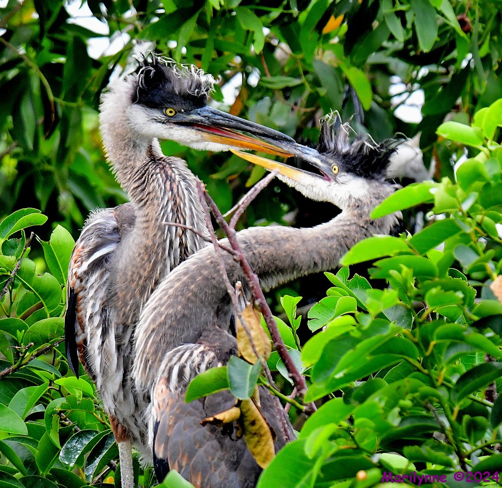 DSC_6096_001.JPG