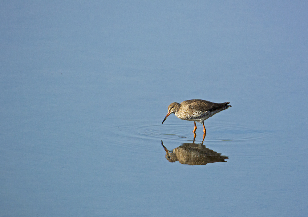 DSC_6097.jpg