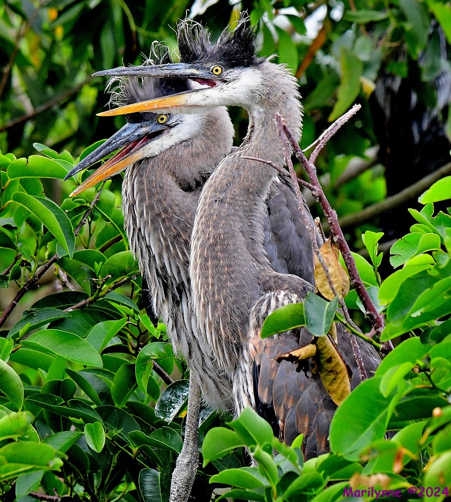 DSC_6098_001.JPG