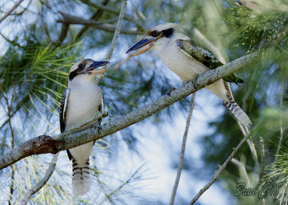 DSC_6099.jpg