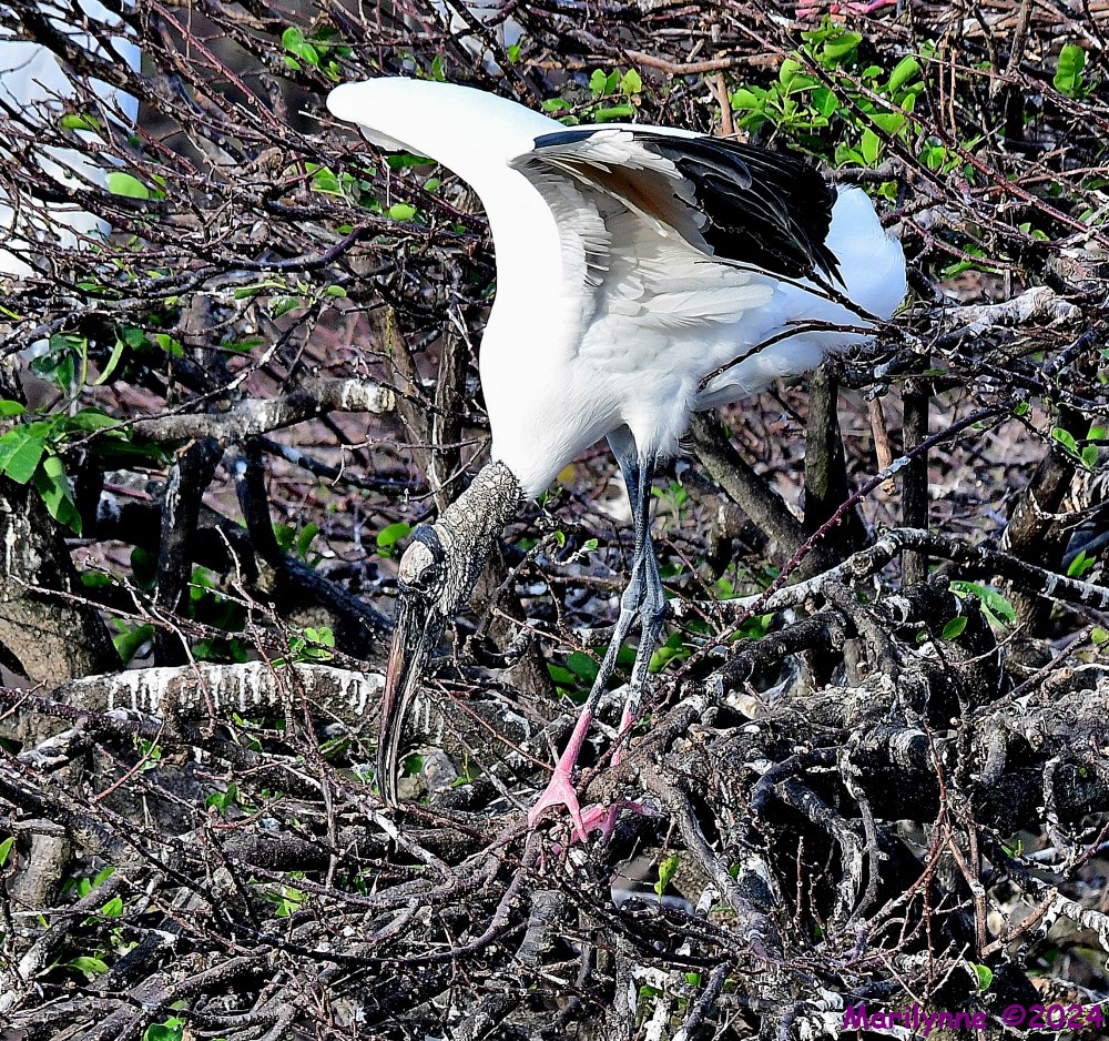 DSC_6099_001.JPG
