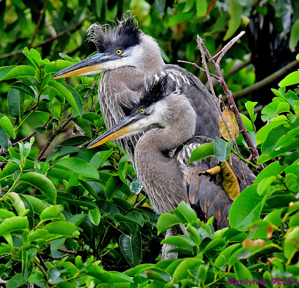 DSC_6102_001.JPG