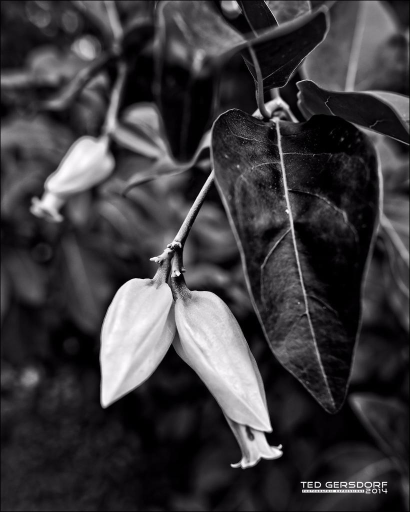 DSC_6103bw.jpg