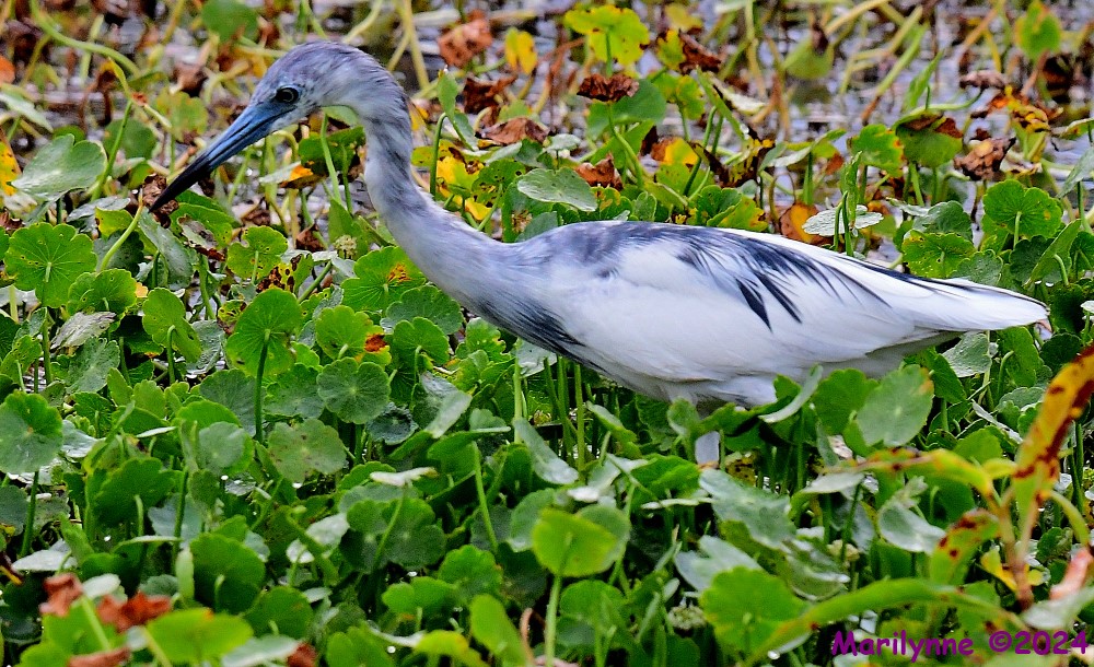 DSC_6105_001.JPG