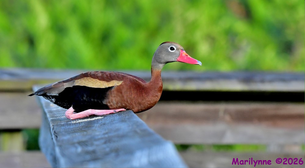 DSC_6106_001.JPG