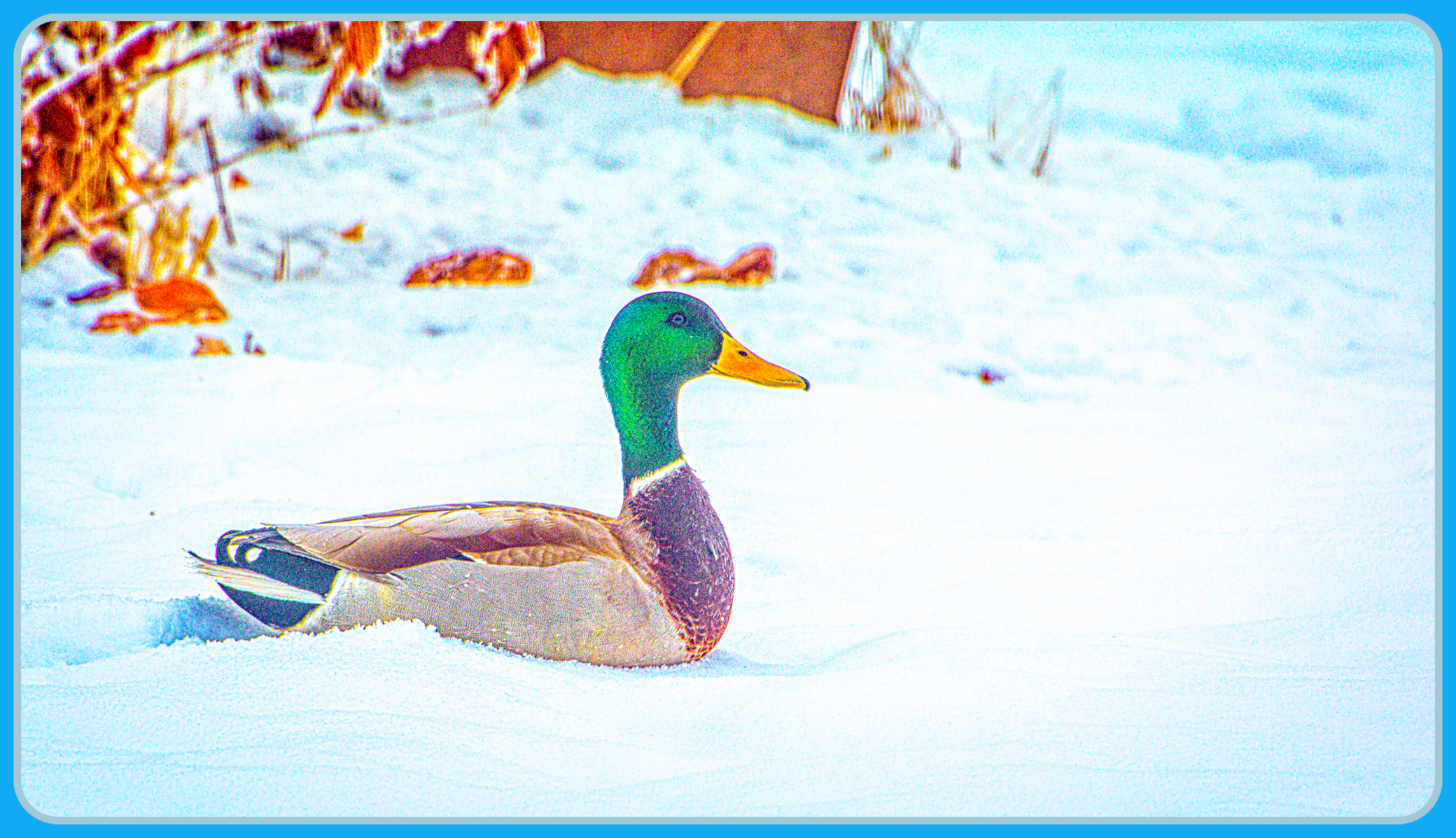 DSC_6108-Enhanced-Edit.JPG