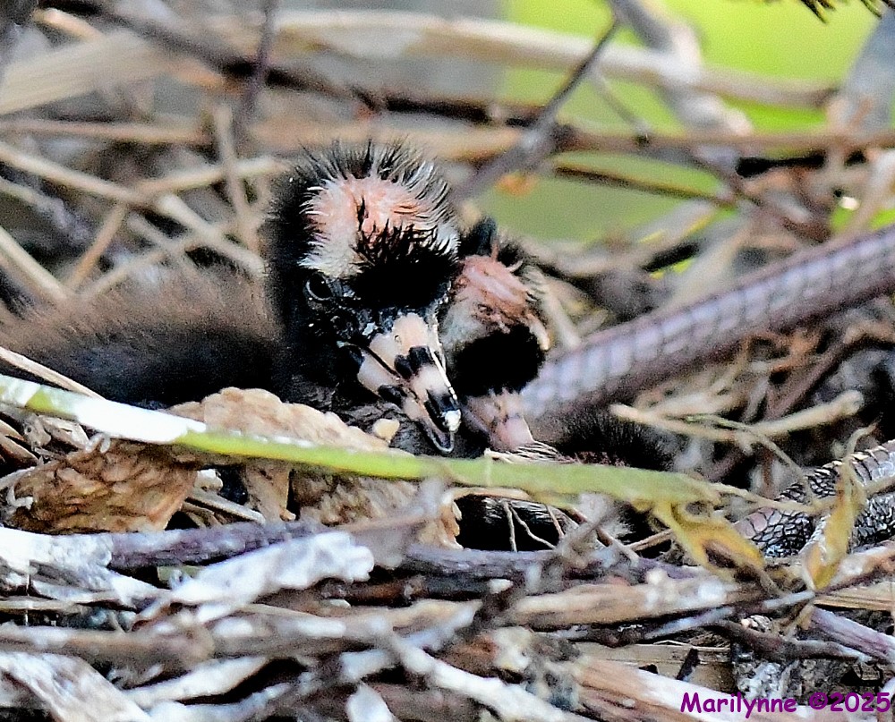 DSC_6110_001.JPG