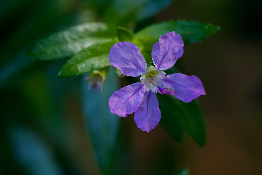 DSC_6112.jpg