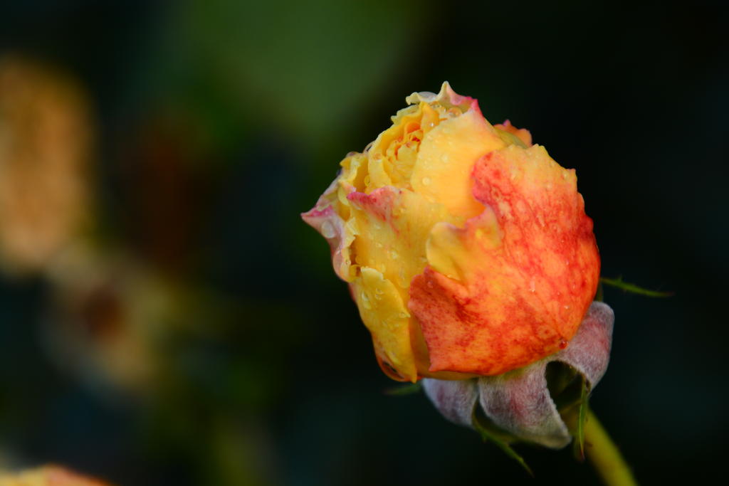 DSC_6113.jpg