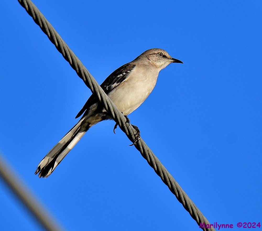 DSC_6113_001.JPG