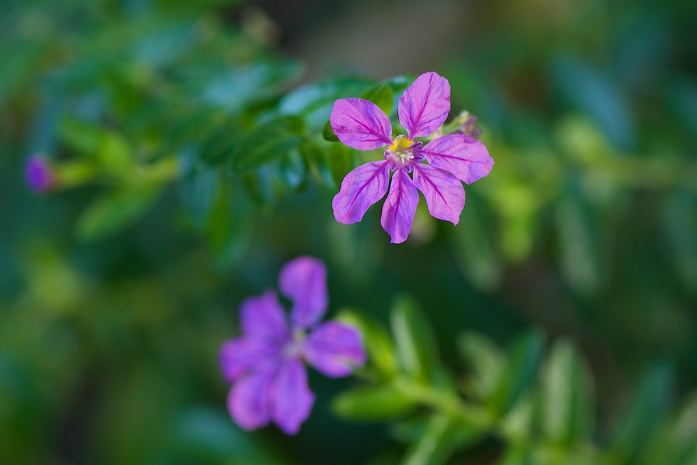 DSC_6114.jpg