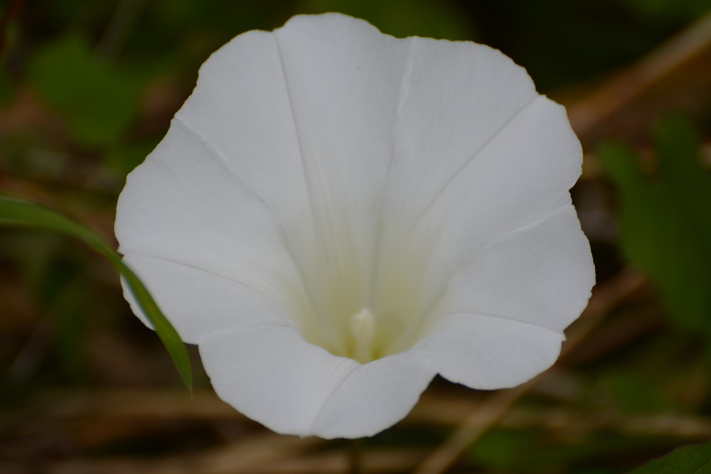 DSC_6115.JPG