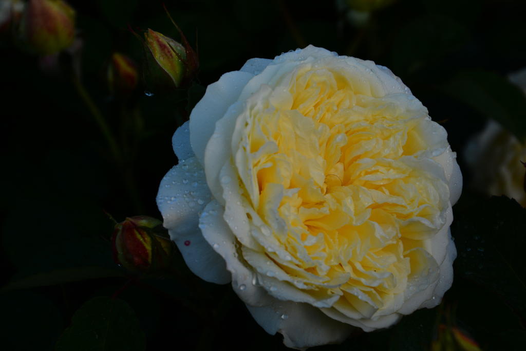 DSC_6116.jpg