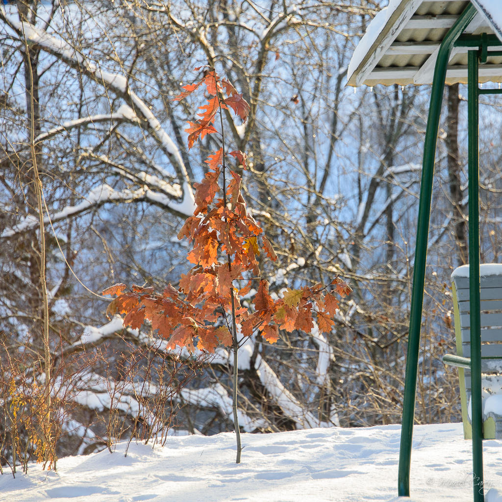 DSC_6117.jpg