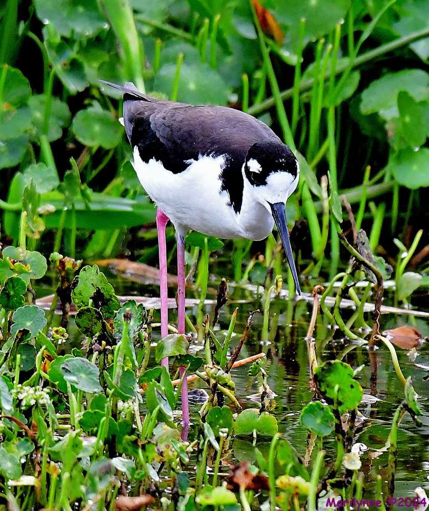 DSC_6118_001.JPG