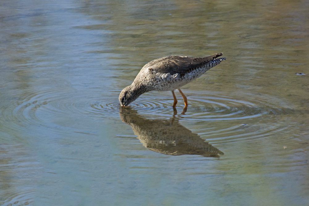DSC_6121.jpg