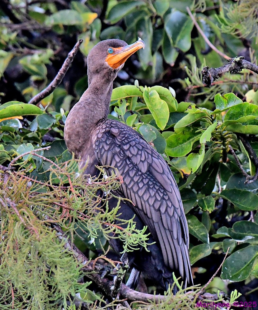 DSC_6121_001.JPG