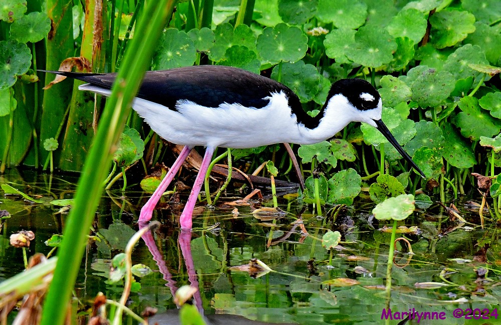 DSC_6122_001.JPG