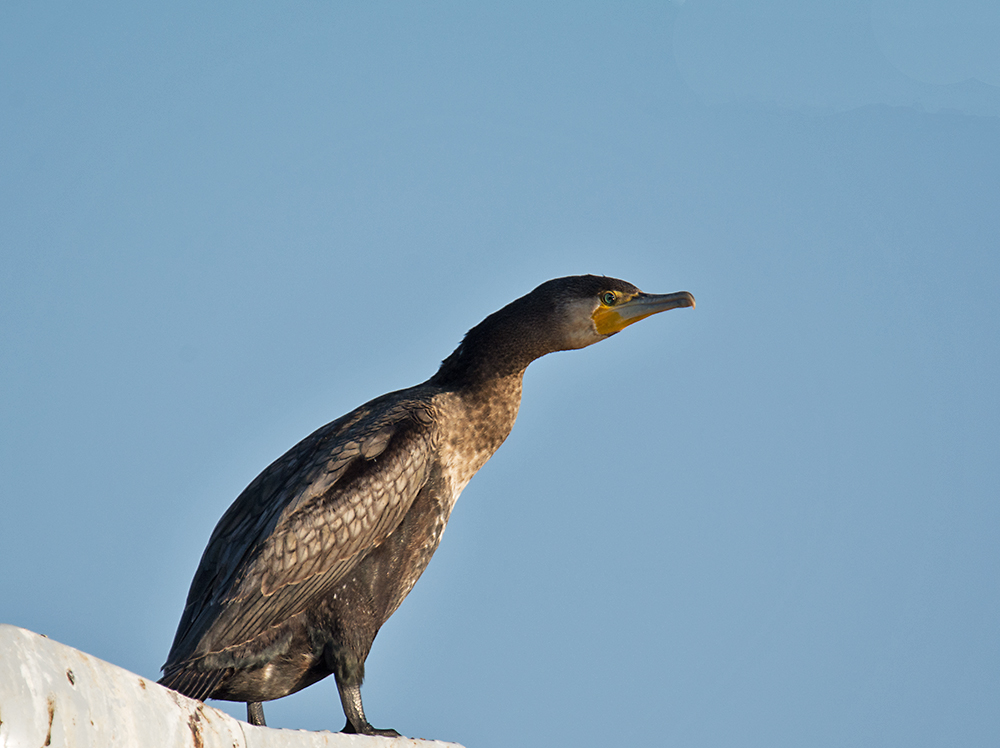 DSC_6123.jpg