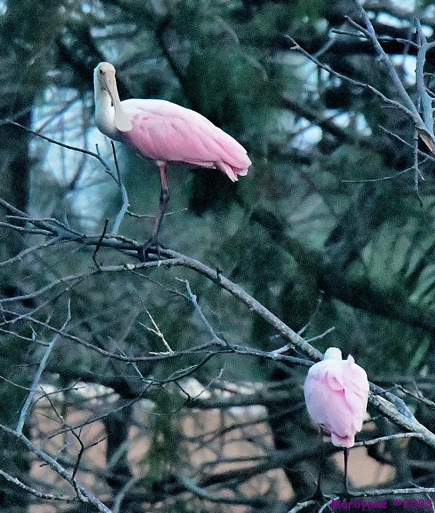 DSC_6123_001.JPG