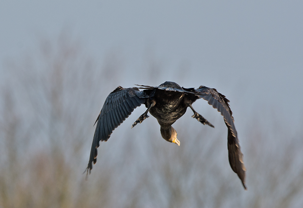 DSC_6124.jpg