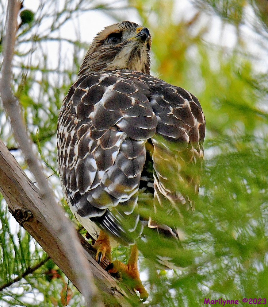 DSC_6124_001.JPG