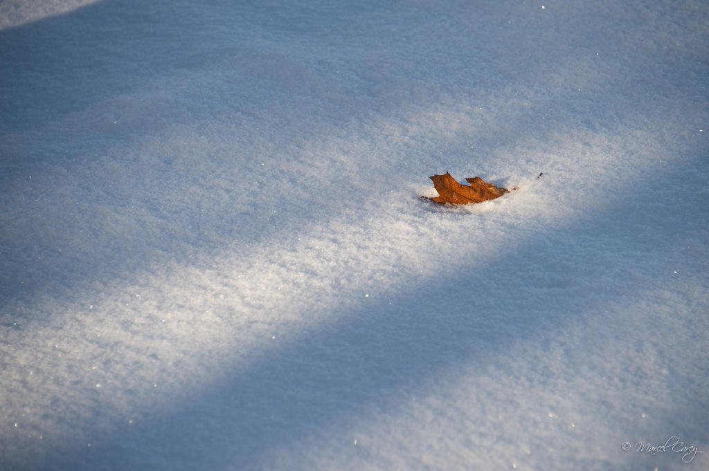 DSC_6126.jpg