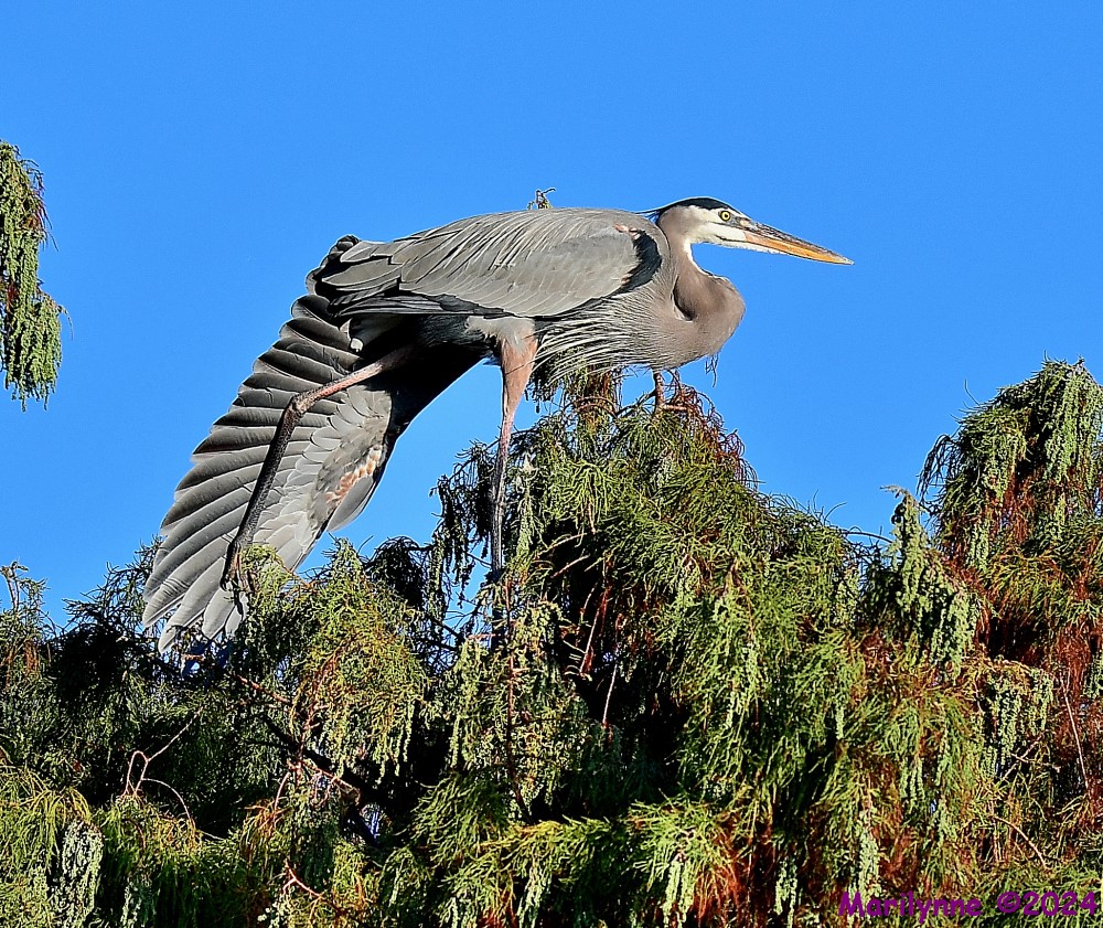 DSC_6126_001.JPG