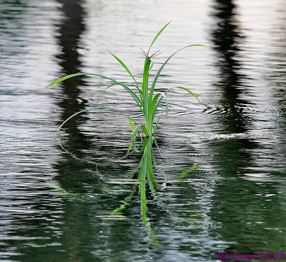 DSC_6128_001.JPG