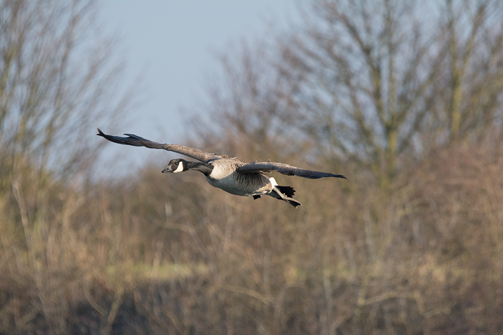 DSC_6130.jpg